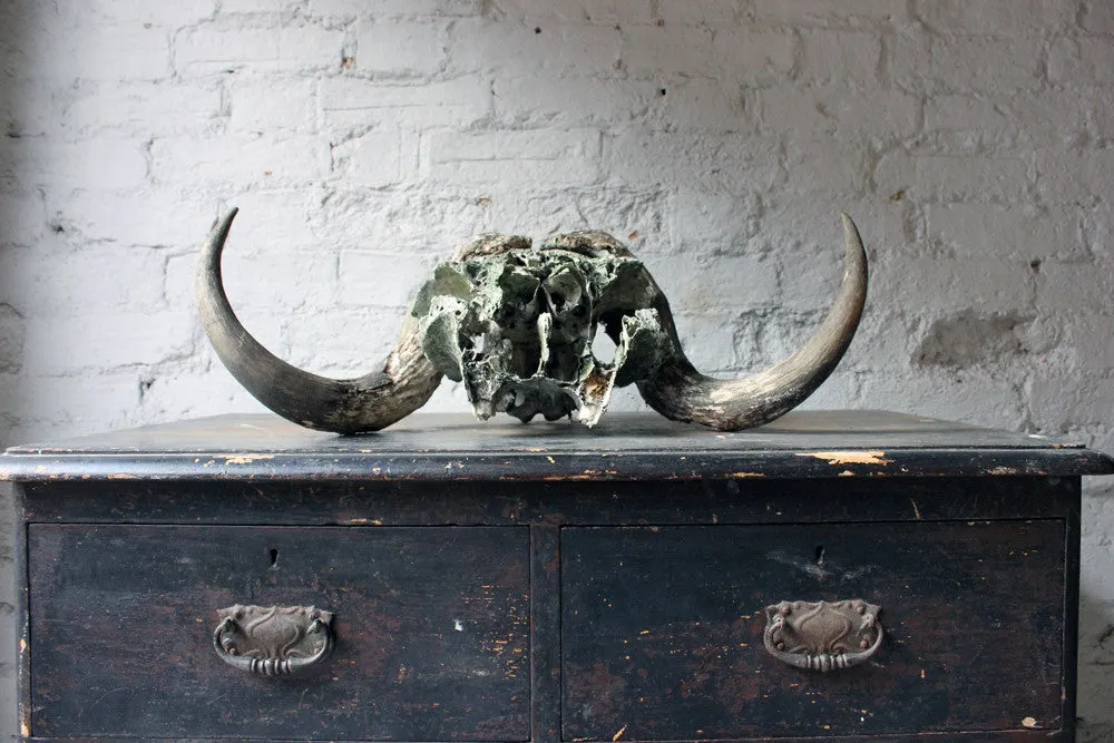A Good Early 20thC Taxidermy Musk Ox Skull & Horns